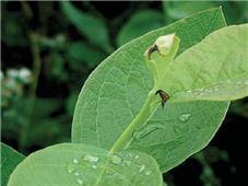 선단부 피해 증상