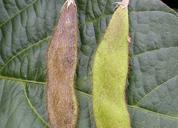 피해 꼬투리아 건전 꼬투리