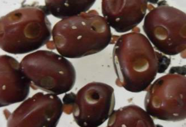 팥바구미 출현공