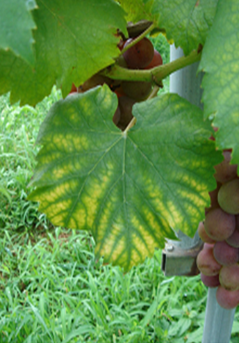 황화 및 괴사 증상