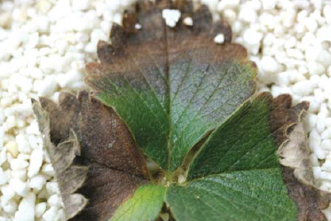 매향’ 하위엽 선단 괴사 