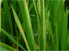 전형적인 황색줄무늬 병징