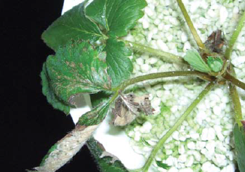 하위엽의 큰 반점 형태