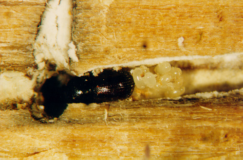  오리나무좀 성충과 알  