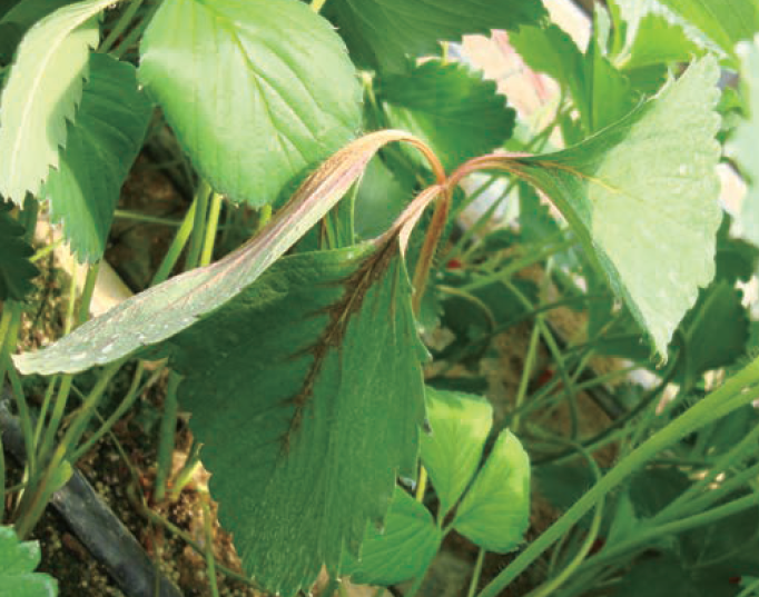 엽맥 중앙이 붉게 변하고 꺽이는 증상