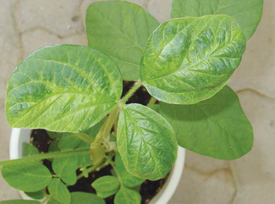 모자이크형 병징