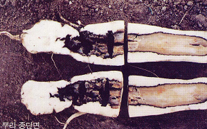 뿌리 내부 병징(종단면)