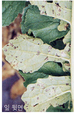잎의 병징