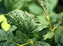 모자이크형 병징