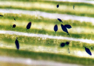 발병 잎 내부의 유주자낭