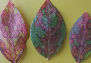 잎과 과실의 병징