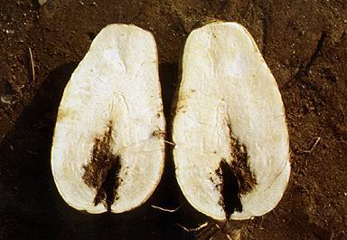 뿌리 내부 공동 및 코르크화(1)