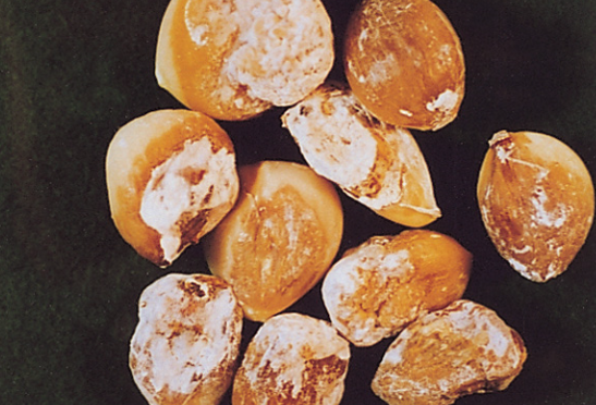 저장 중의 피해 증상