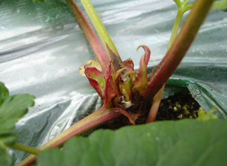 엽병(잎자루) 적색