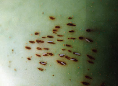 과실 표면 산란 피해