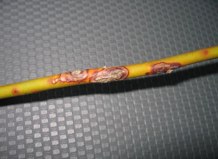 어린 줄기에 형성된 궤양