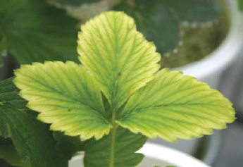 2~3번째 신생엽 엽맥간 황화현상