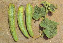 과실의 얼룩무늬 증상