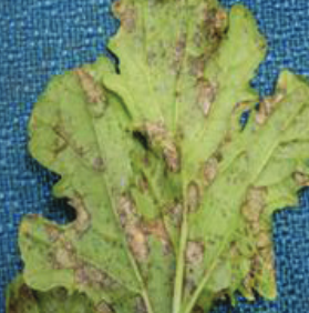 잎의 병징