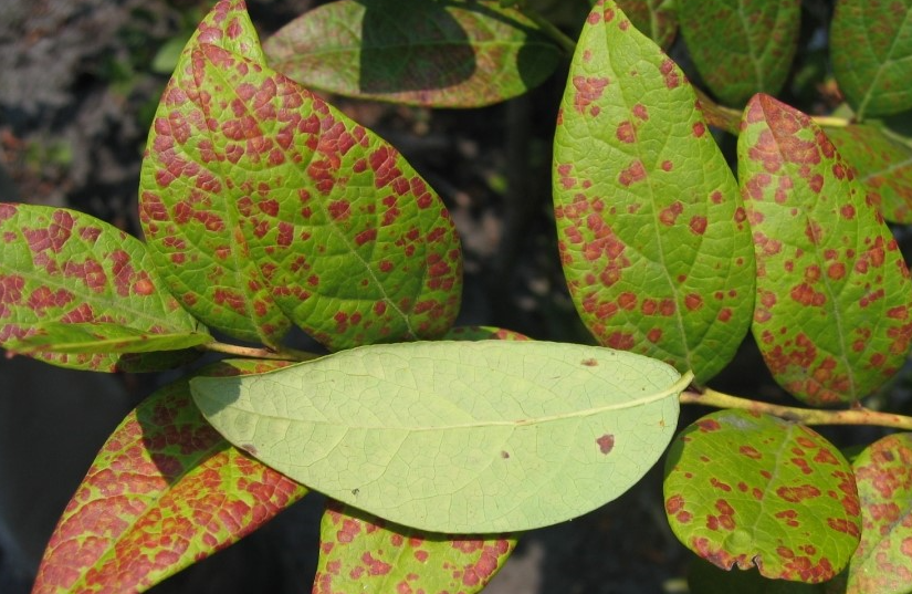 잎과 과실의 병징