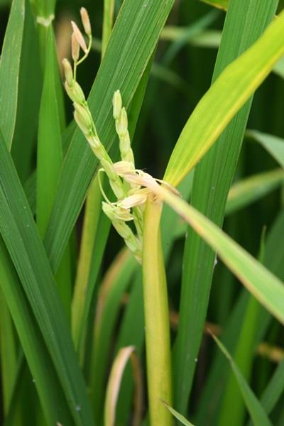 출수기 기형 이삭