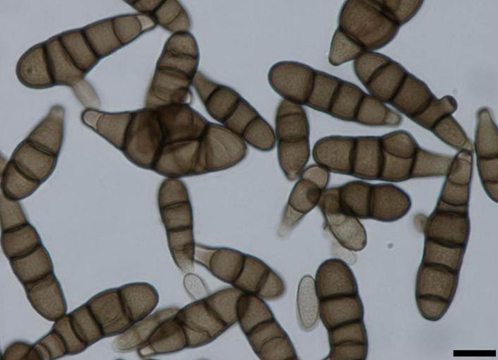 병원균(A. brassicicola)