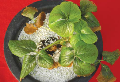 일자형 검은 반점