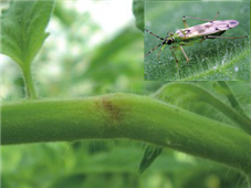 천적 담배장님노린재와 피해 증상