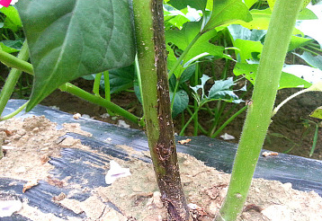 줄기의 병징