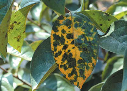 잎의 병징과 병반부