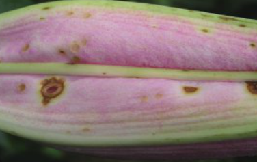 꽃의 피해 증상(1)