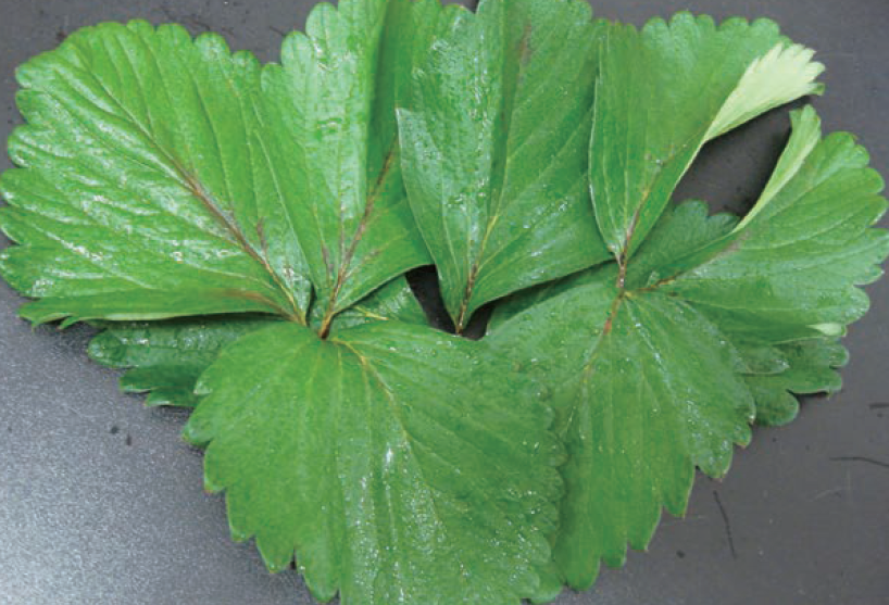 잎 중앙의 엽맥이 붉게 변함