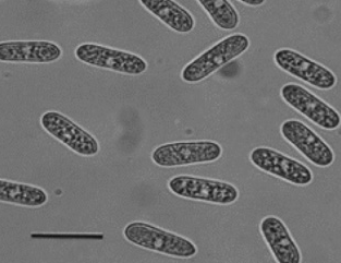 병원균(C. gloeosporioides)