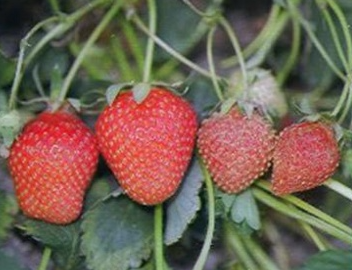    성숙과(좌 : 정상, 우 : 피해)