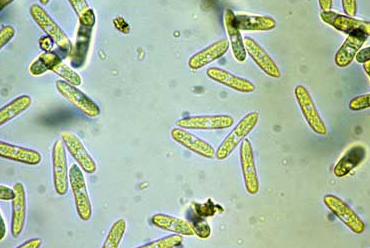 병원균(분생포자)