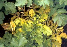 지상부 위황증상