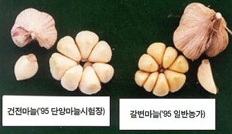 저장 중 건전마늘과 갈변마늘