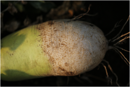 유충의 뿌리 피해(뿌리표면 곰보 흔적)
