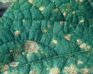 잎의 병징(3)