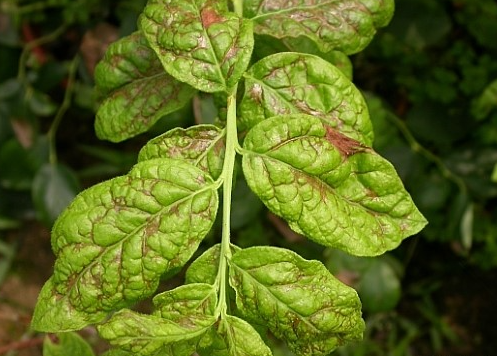 후기 증상(피해 심)