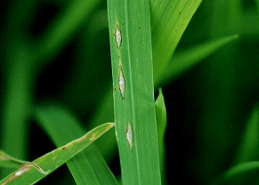 잎도열병(급성형)