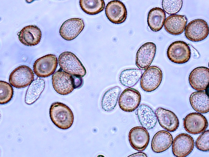 병원균 (하포자)