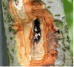   피해주 내부 유충과 성충