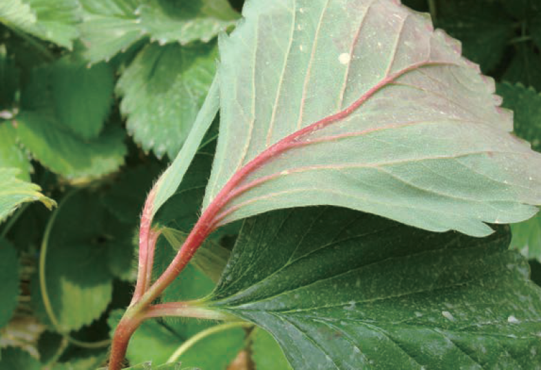 엽맥 중앙이 붉게 변하고 꺽이는 증상
