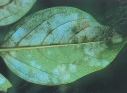 가을철 발병 증상