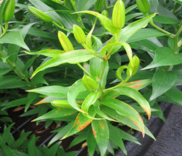 부정형 괴사반점 및 괴사 증상(1)