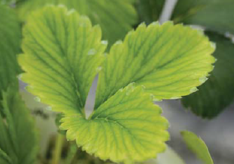 2~3번째 신생엽 엽맥간 황화현상