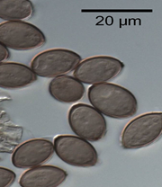 병원균(분생포자)