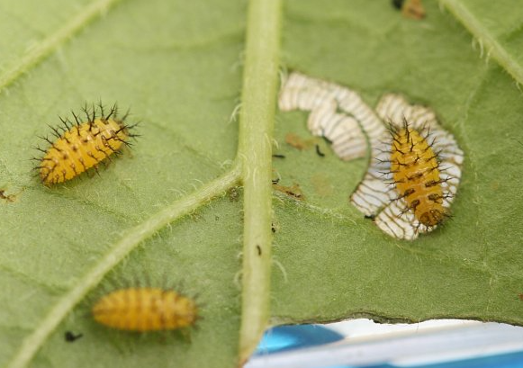 유충과 잎의 피해증상