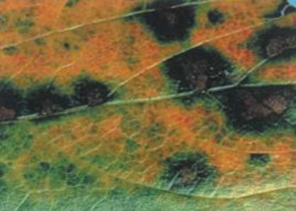 잎의 병징과 병반부